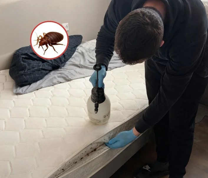 Technicien traitant un matelas contre les punaises de lit à Neauphle-le-Vieux